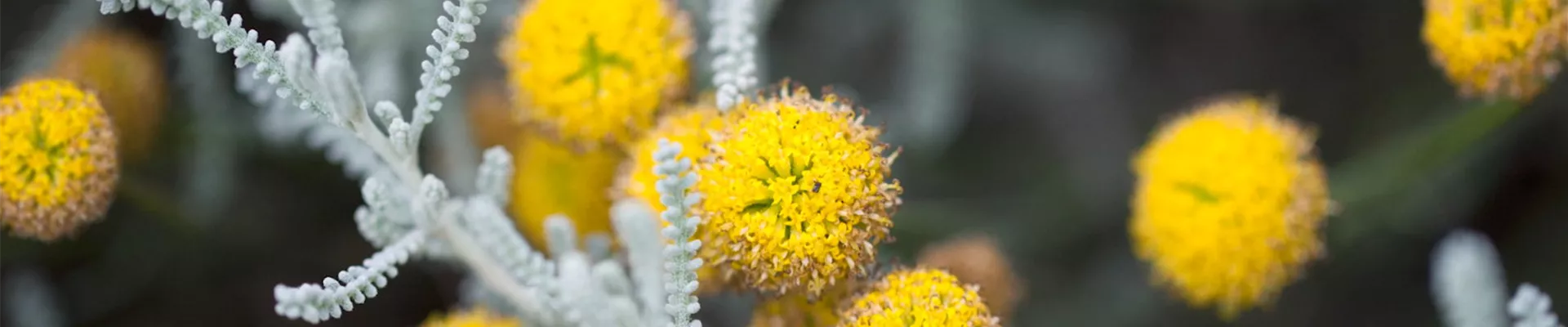 Heiligenkraut - Einpflanzen im Garten (thumbnail).jpg Heiligenkraut - Einpflanzen im Garten (thumbnail).jpg