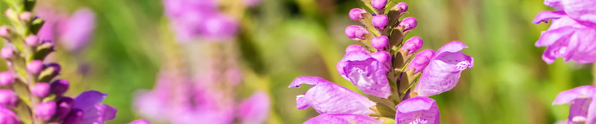 Gelenkblume - Einpflanzen im Garten (thumbnail).jpg Gelenkblume - Einpflanzen im Garten (thumbnail).jpg