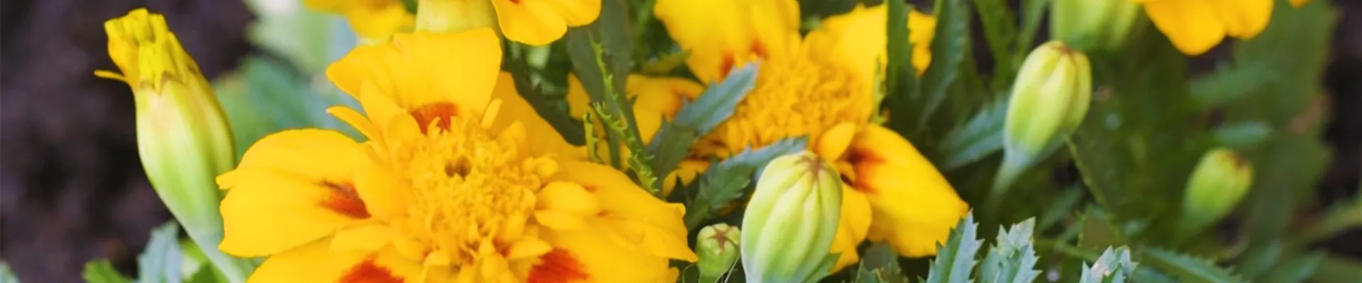 Studentenblume - Einpflanzen im Garten (thumbnail2).jpg Studentenblume - Einpflanzen im Garten (thumbnail2).jpg