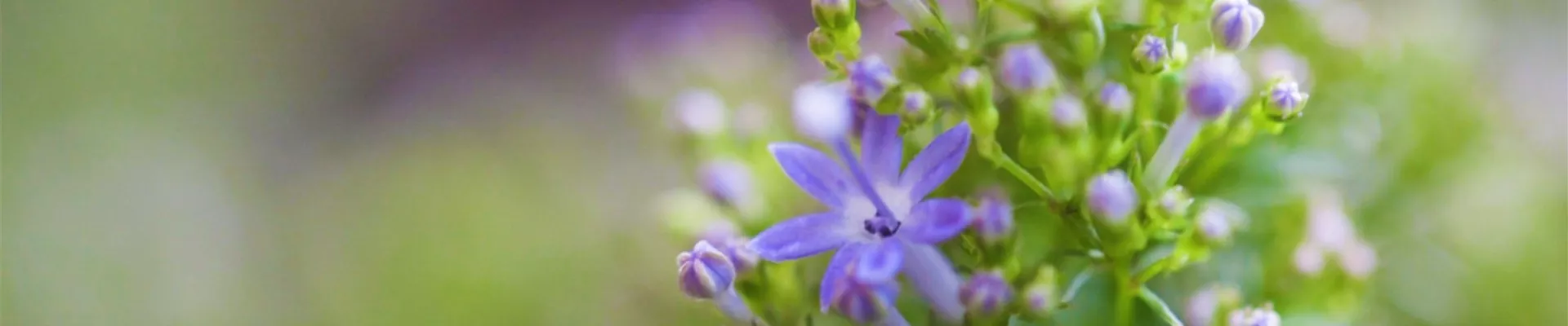 Blaues Halskraut - Einpflanzen im Garten (Thumbnail).jpg Blaues Halskraut - Einpflanzen im Garten (Thumbnail).jpg