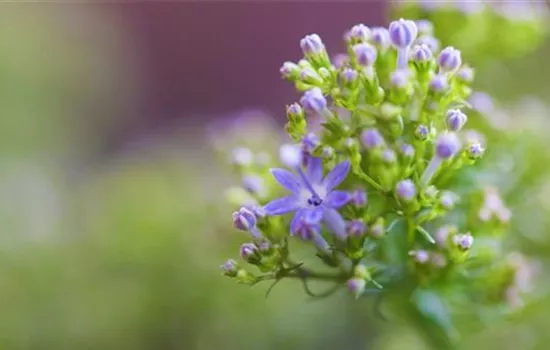Blaues Halskraut - Einpflanzen im Garten
