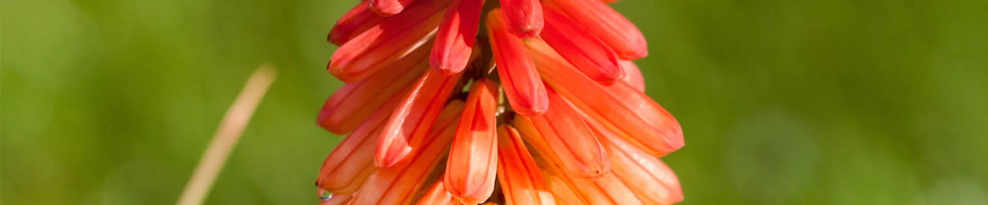Fackellilie - Einpflanzen im Garten (thumbnail).jpg Fackellilie - Einpflanzen im Garten (thumbnail).jpg