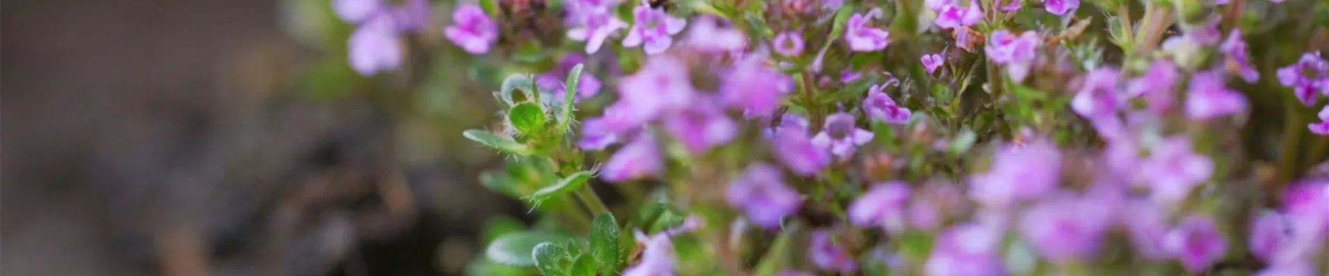 Rosenthymian - Einpflanzen im Garten (thumbnail3).jpg Rosenthymian - Einpflanzen im Garten (thumbnail3).jpg