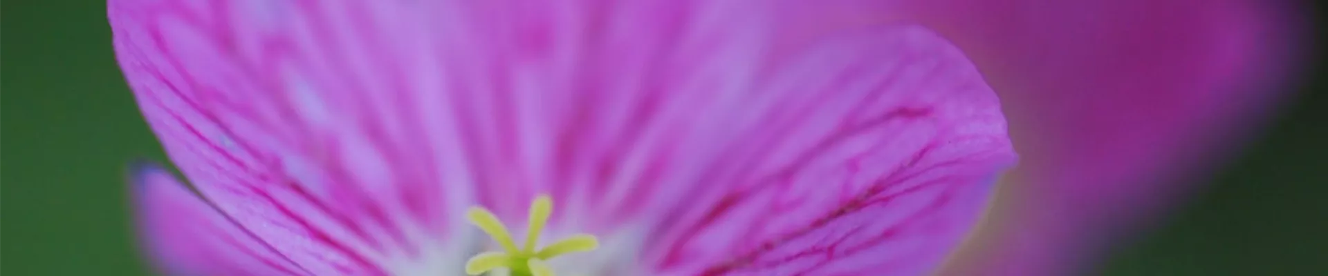 Reiherschnabel - Einpflanzen im Garten2 (thumbnail).jpg Reiherschnabel - Einpflanzen im Garten2 (thumbnail).jpg