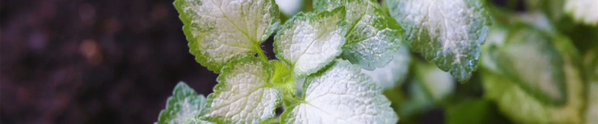 Taubnessel - Einpflanzen im Garten (Thumbnail).jpg Taubnessel - Einpflanzen im Garten (Thumbnail).jpg