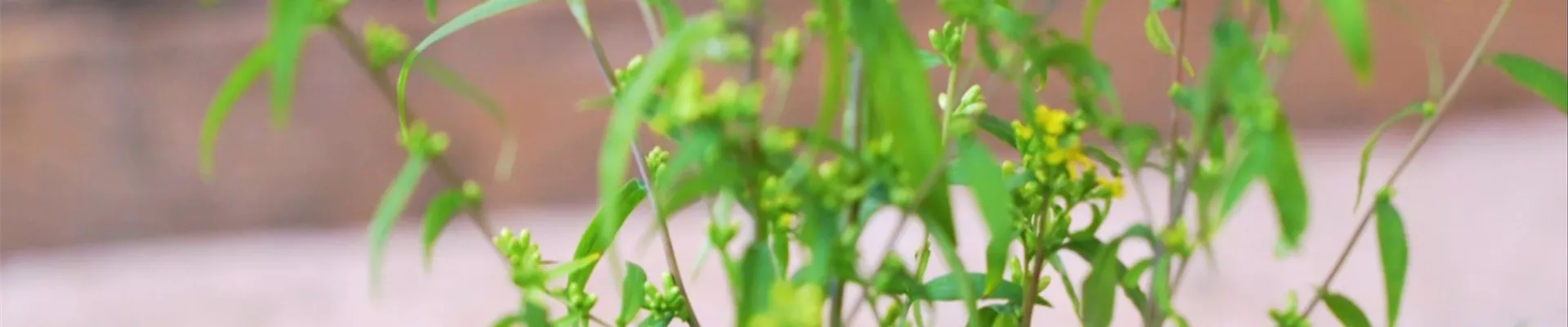 Goldrute - Einpflanzen im Garten (Thumbnail).jpg Goldrute - Einpflanzen im Garten (Thumbnail).jpg