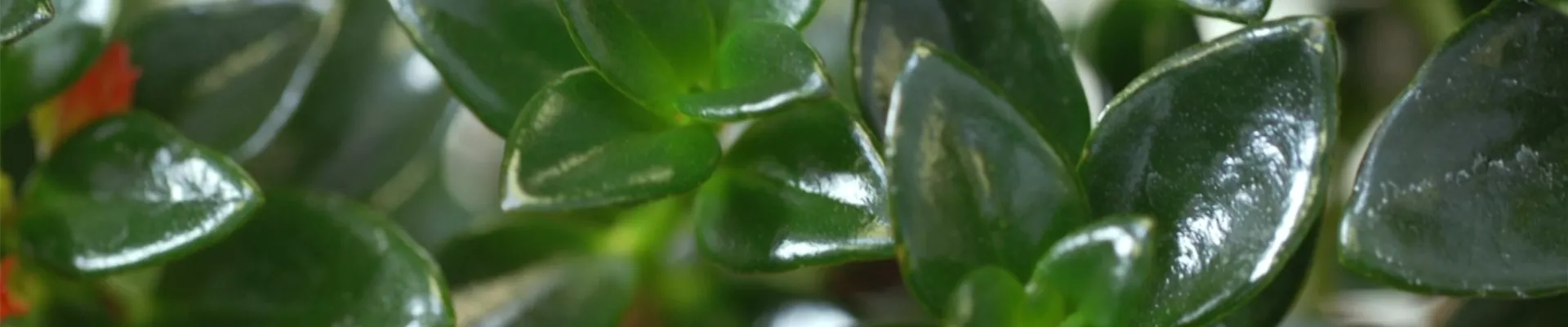 Kußmäulchen - Umtopfen (thumbnail).jpg Kußmäulchen - Umtopfen (thumbnail).jpg