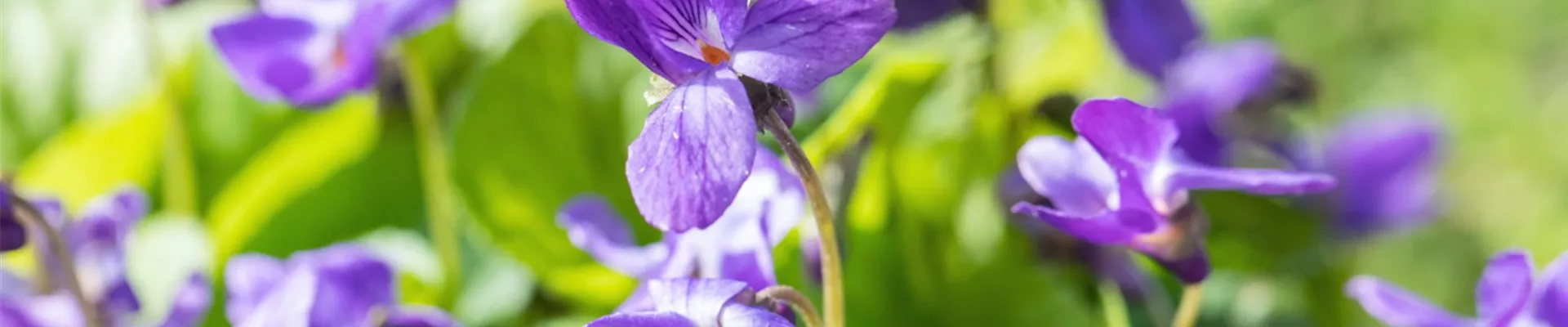 Duftveilchen - Einpflanzen im Garten (Thumbnail).jpg Duftveilchen - Einpflanzen im Garten (Thumbnail).jpg