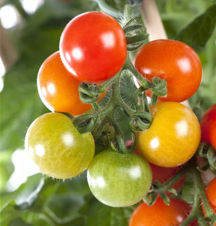 Cocktailtomate 'Bartelly'