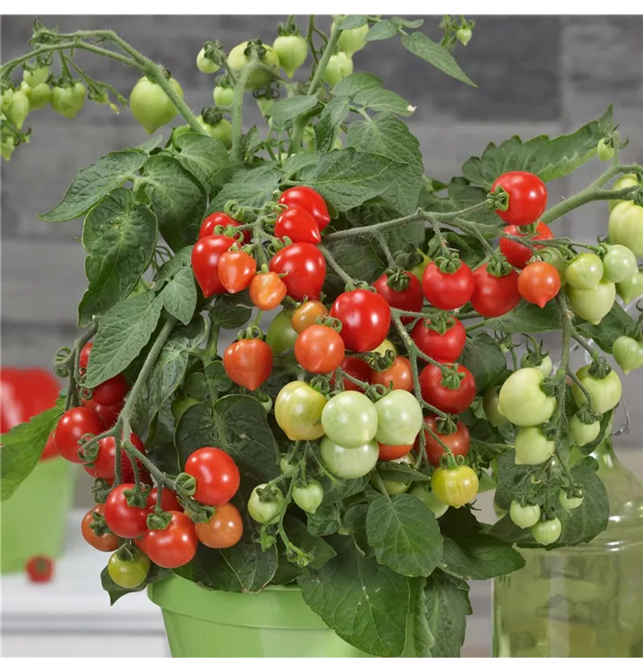 Herztomate 'Evita® Classic F1'