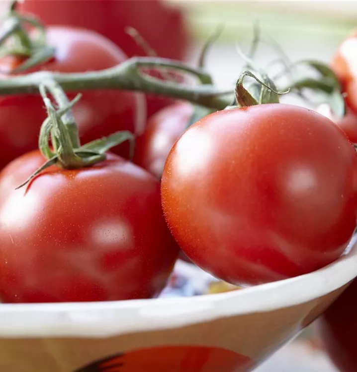 Tomate 'Vilma'