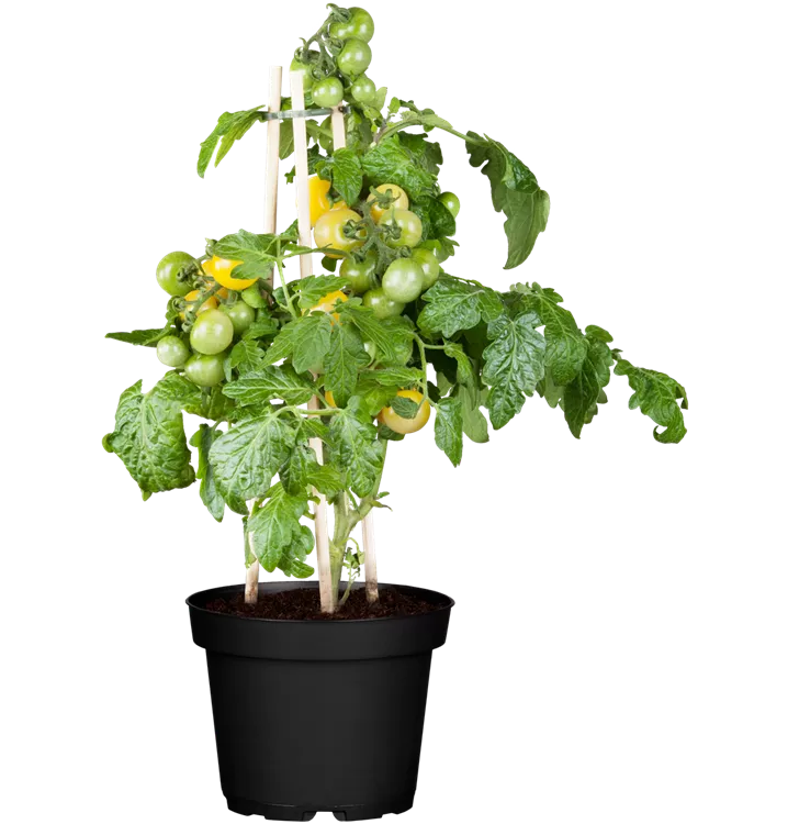 Zwerg-Tomate 'Primagold'®