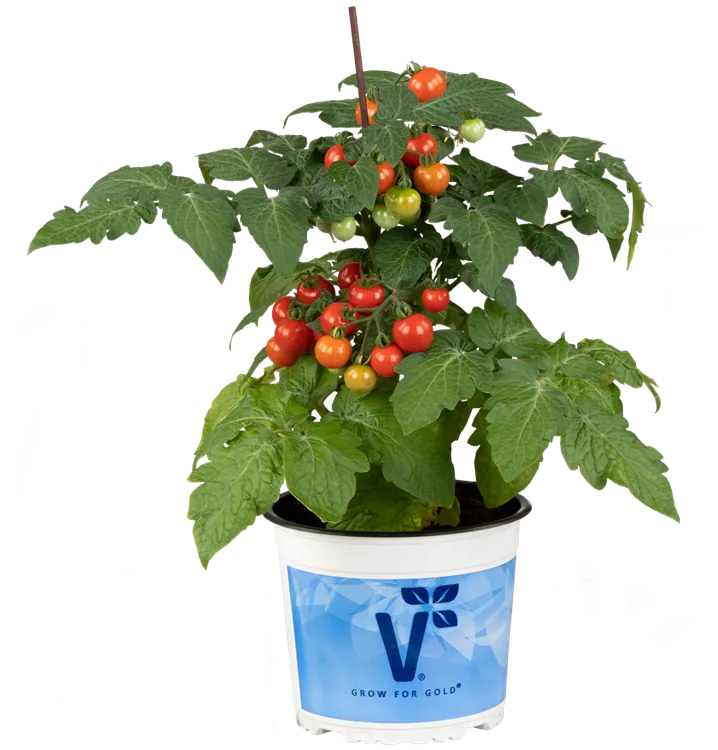 Topf-Tomate 'Strongboy'