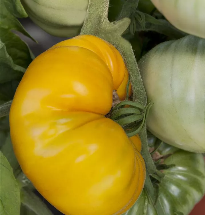 Tomate 'Sunnyboy'