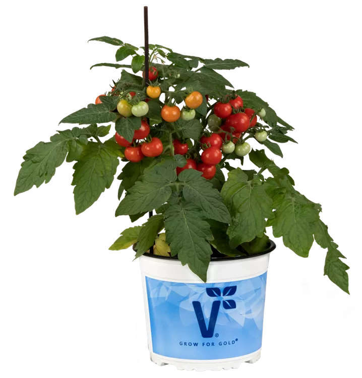 Topftomate