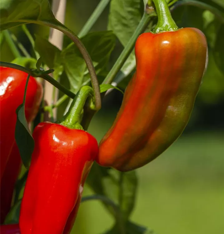 Spitzpaprika 'Manati® Red'