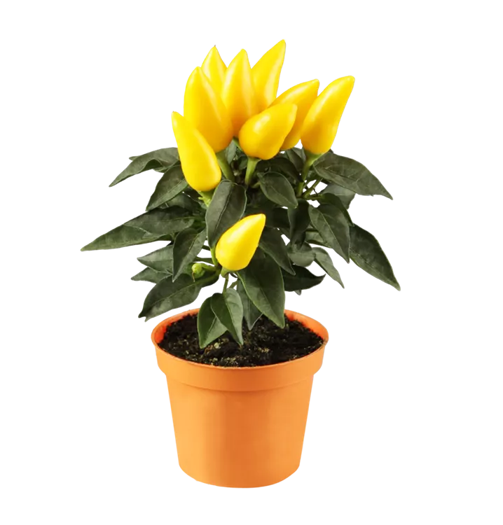 Snackpaprika 'Manati® Yellow'