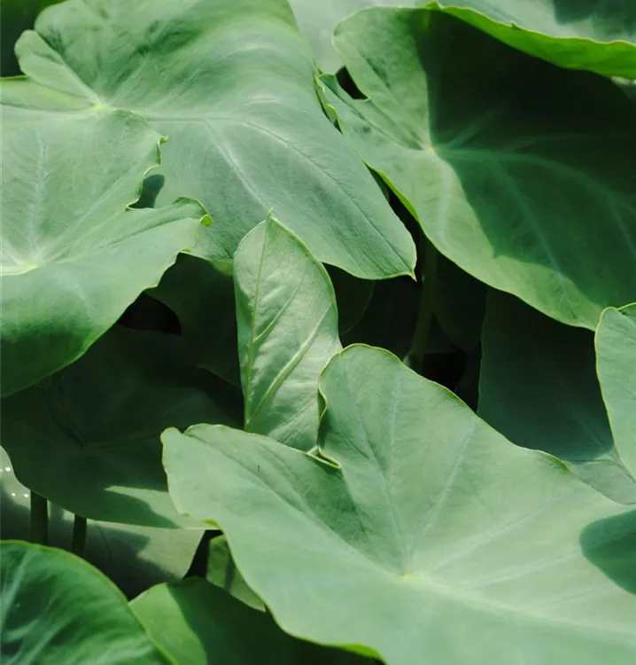 Taro
