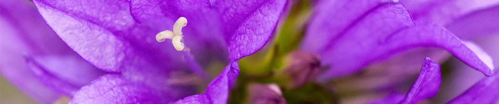 Knäuel-Glockenblume - Einpflanzen im Garten (Thumbnail).jpg Knäuel-Glockenblume - Einpflanzen im Garten (Thumbnail).jpg