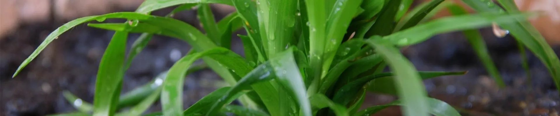 Waldmarbel - Einpflanzen im Garten (Thumbnail).jpg Waldmarbel - Einpflanzen im Garten (Thumbnail).jpg