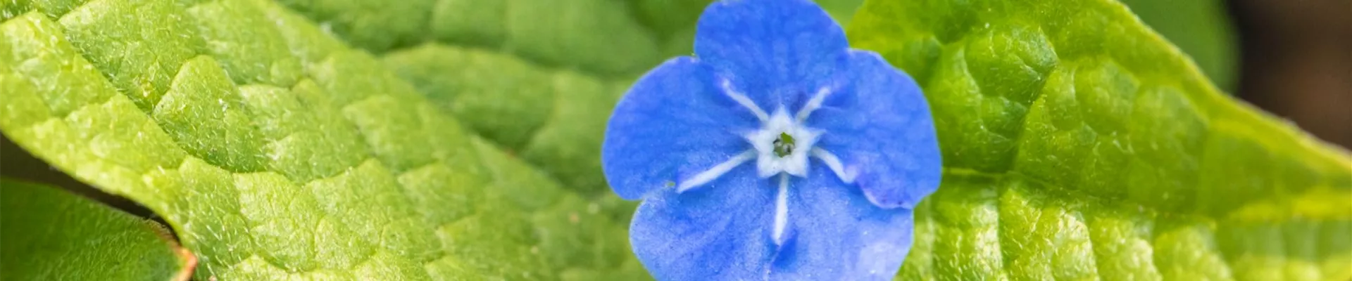 Gedenkemein - Einpflanzen im Garten (Thumbnail).jpg Gedenkemein - Einpflanzen im Garten (Thumbnail).jpg