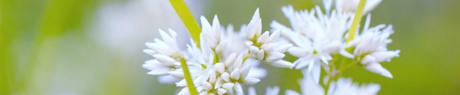Schnee Marbel - Einpflanzen im Garten (Thumbnail).jpg Schnee Marbel - Einpflanzen im Garten (Thumbnail).jpg