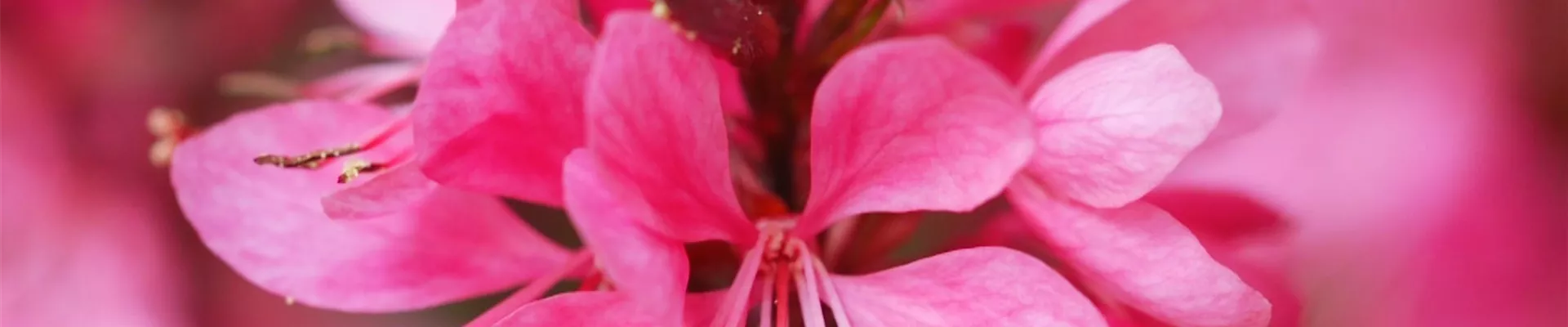 Prachtkerze - Einpflanzen im Garten (Thumbnail).jpg Prachtkerze - Einpflanzen im Garten (Thumbnail).jpg