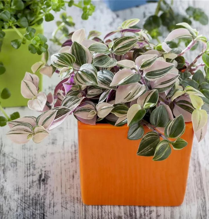 Dreimasterblume 'Nanouk'
