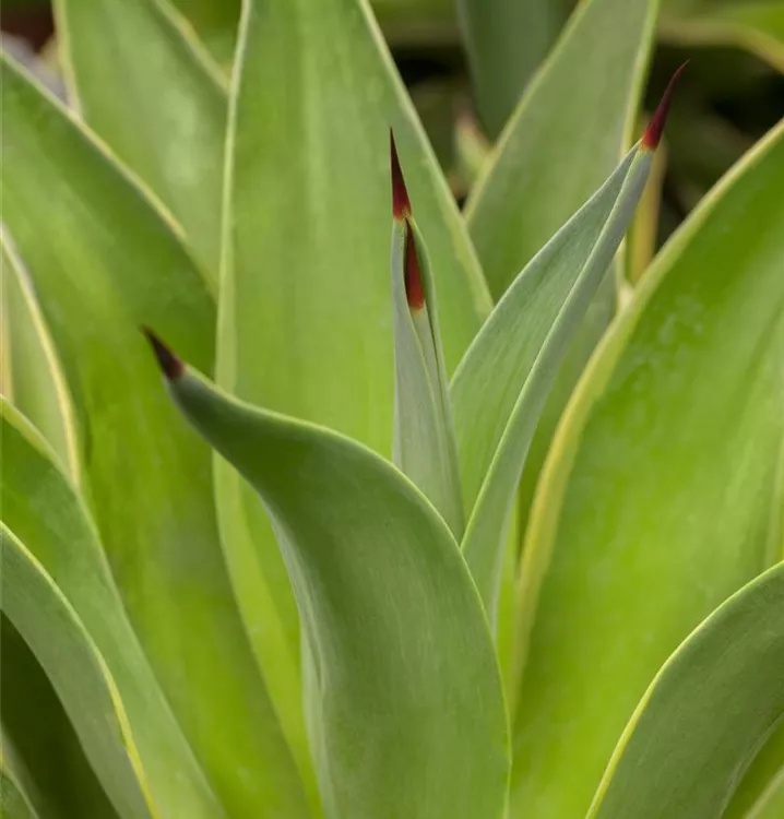 Agave