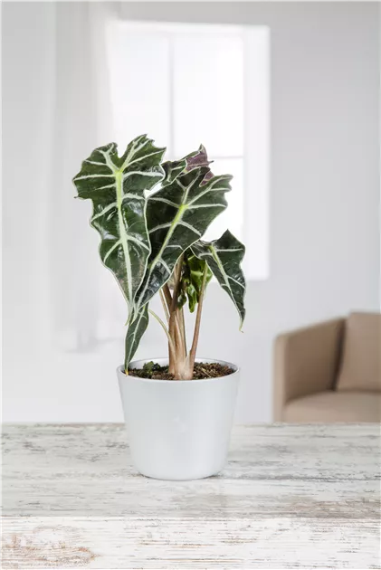 Alocasia - BAUHAUS E-Business GmbH & Co. KG