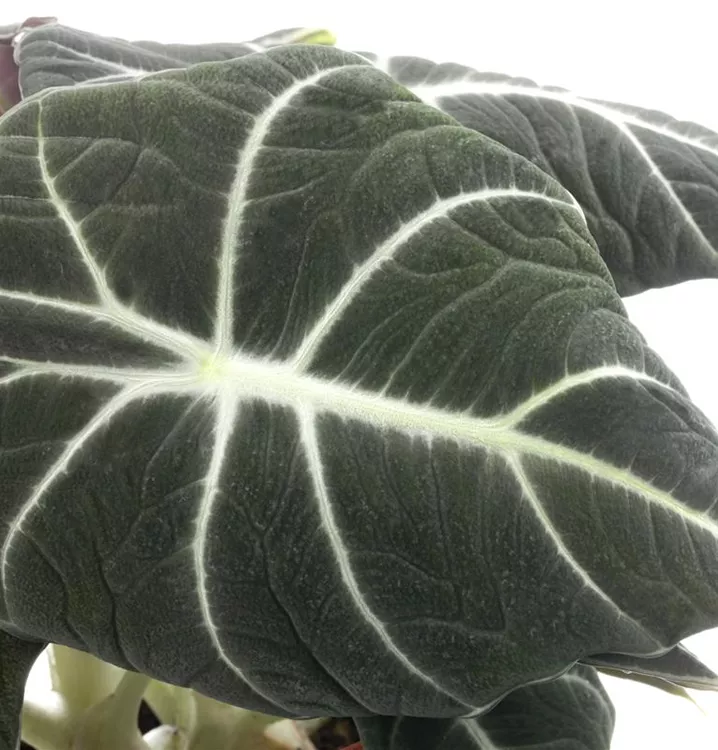 Pfeilblatt 'Black Velvet'