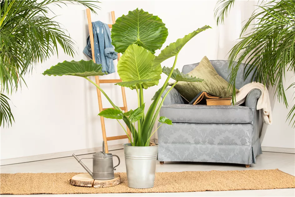 Alocasia gageana - BAUHAUS E-Business GmbH & Co. KG