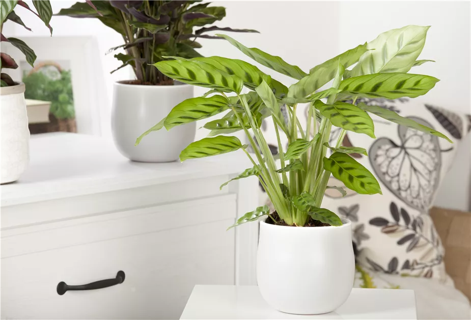 Calathea - BAUHAUS E-Business GmbH & Co. KG
