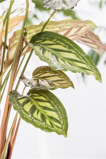 Calathea - BAUHAUS E-Business GmbH & Co. KG