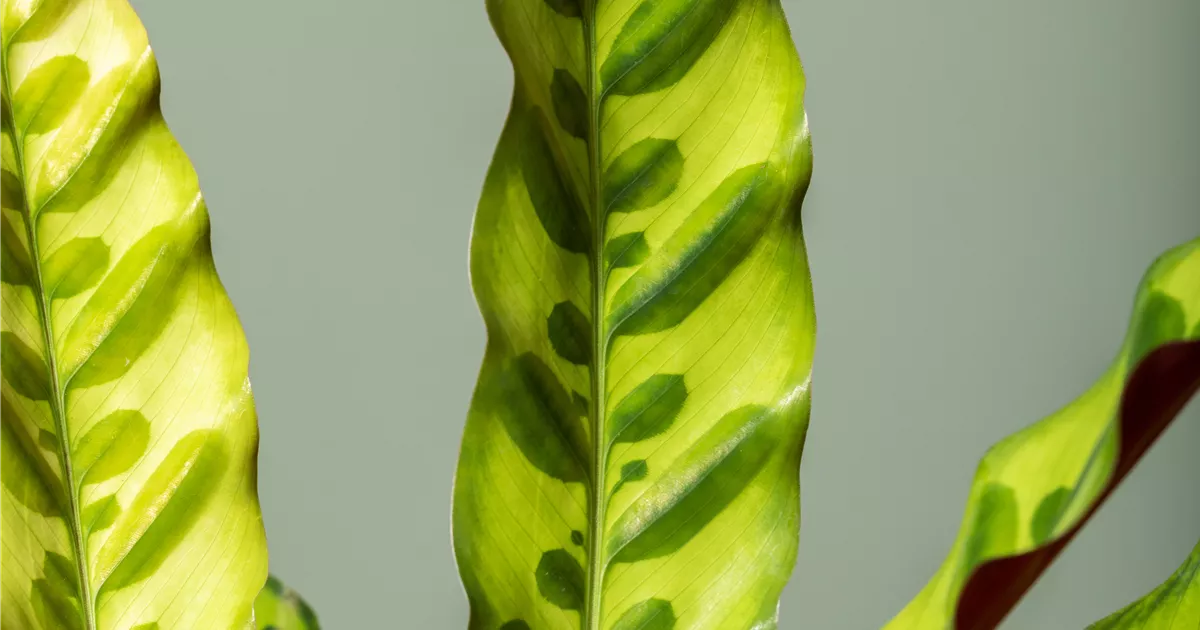 dracaena spikes Dracaena Spike main image 1