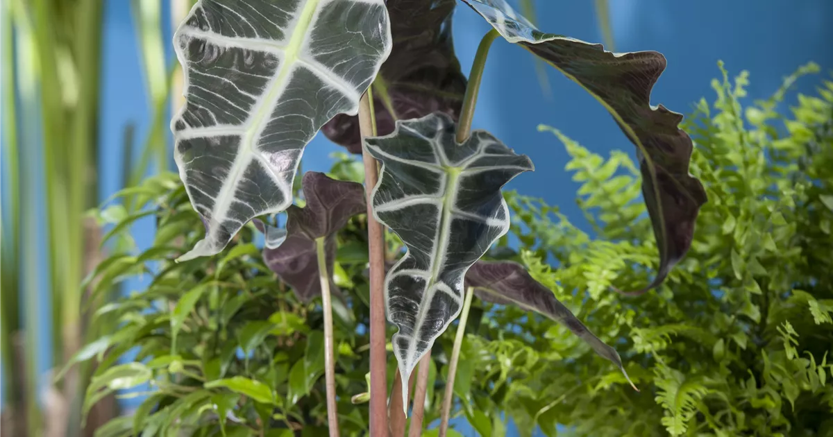 Alocasia - BAUHAUS E-Business GmbH & Co. KG
