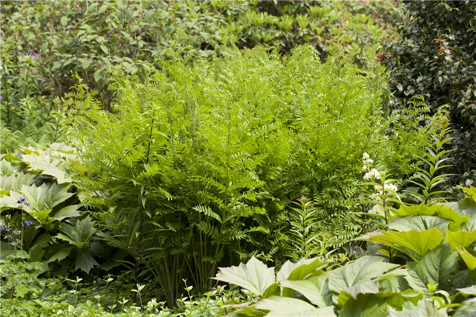 kaktus selten Selenicereus Grandiflorus 'Königin der Nacht' main image 1