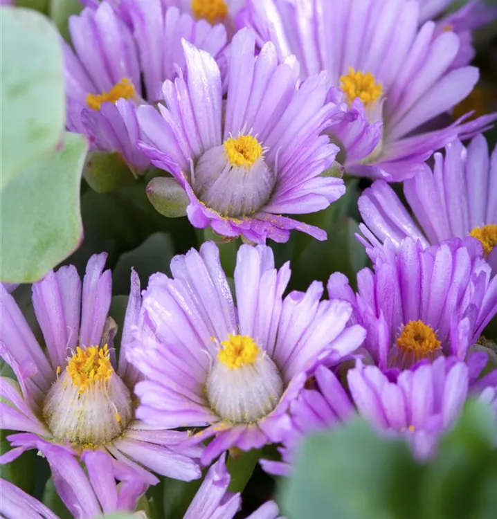 Mittagsblume