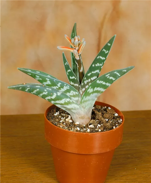 aloe vera gel kopfhaut Bio Aloe Vera Gel main image 0
