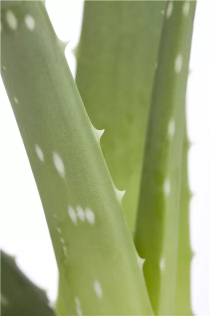Aloe vera - BAUHAUS E-Business GmbH & Co. KG