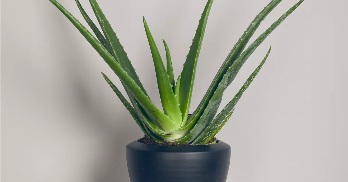 Aloe vera - BAUHAUS E-Business GmbH & Co. KG