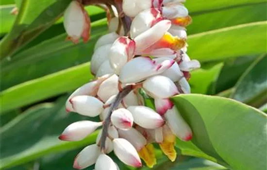 Muschelingwer 'Variegata'