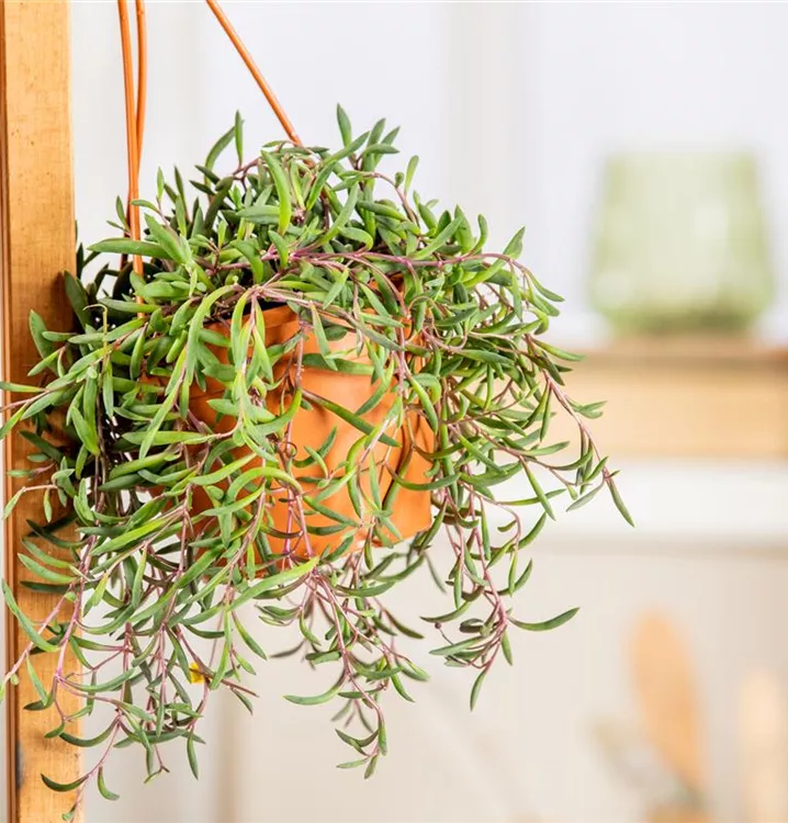 Senecio