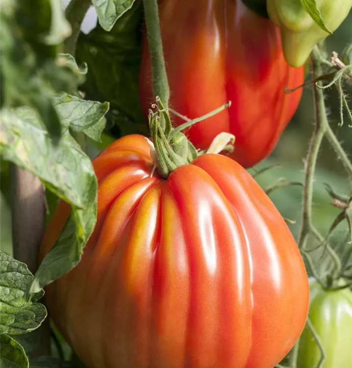 Fleischtomate 'Corazon F1'