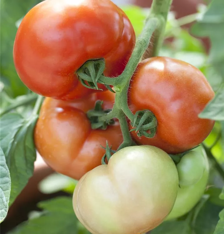 Tomate 'Fantasio F1'
