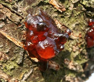 Gummifluss an Sauerkirschen Gummifluss an Sauerkirschen