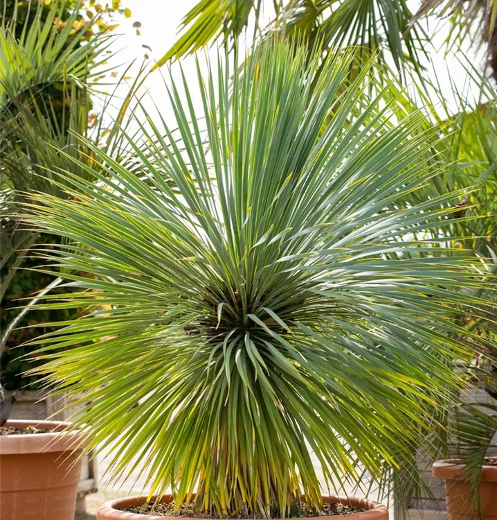 Blaublättrige Yucca