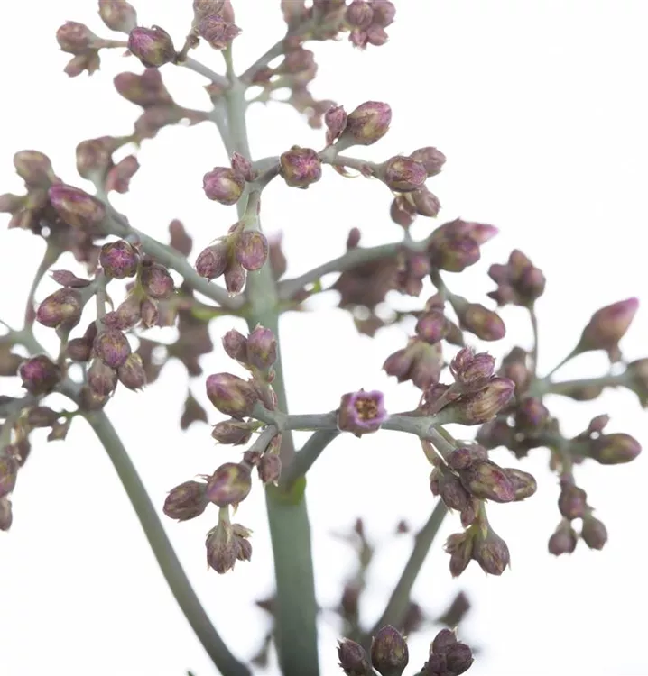 Kalanchoe