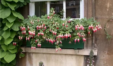 Bildvorschau
