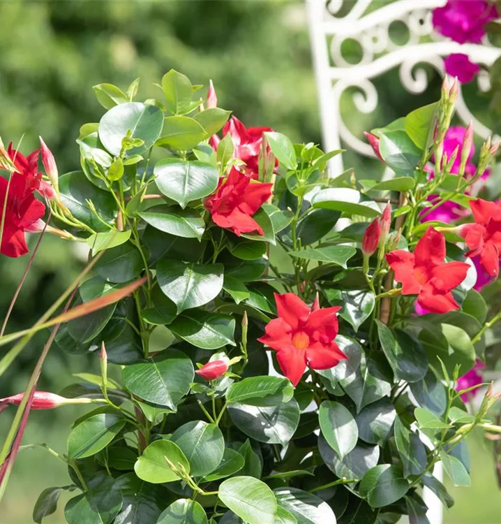 Brasiljasmin
